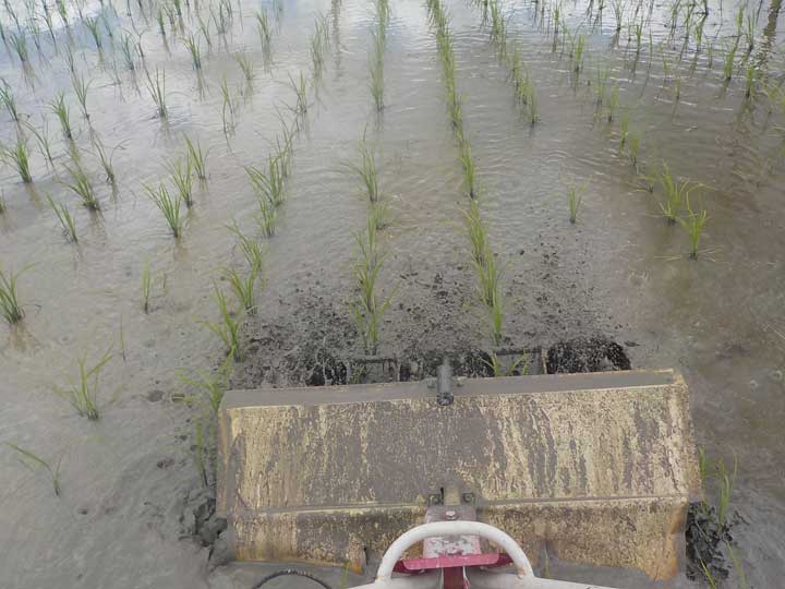 無農薬栽培】チェーン除草の効果