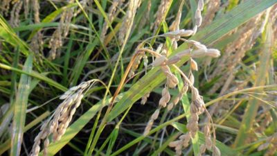 イモチ病で穂が枯れた稲