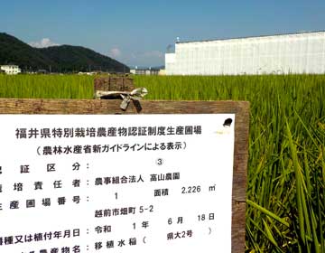お米の安全性