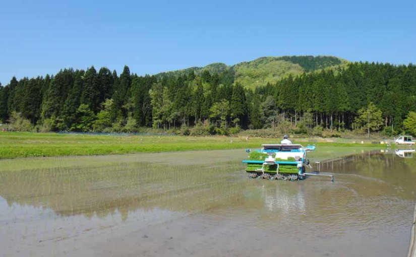 27年度水稲栽培まとめ