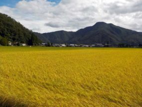 ポット苗のコシヒカリ