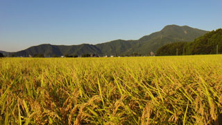 お米の栽培期間